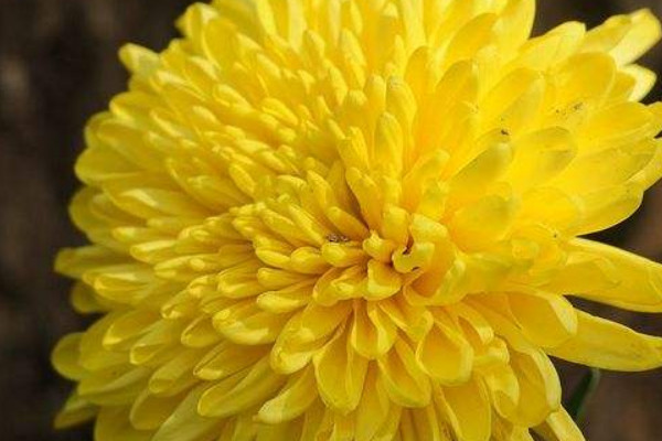 水養菊花葉子發黃幹枯