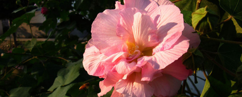 芙蓉花冬天怎麼管理