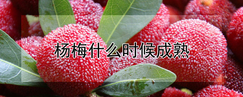 楊梅什麼時候成熟