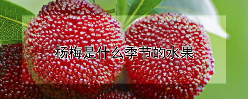 楊梅是什麼季節的水果