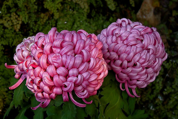 菊花在盆裏怎麼養