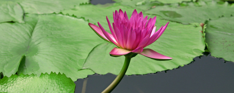 池塘荷花怎麼種