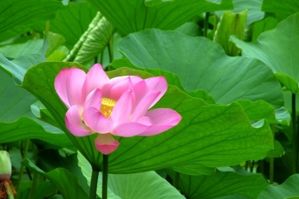 池塘荷花怎麼種
