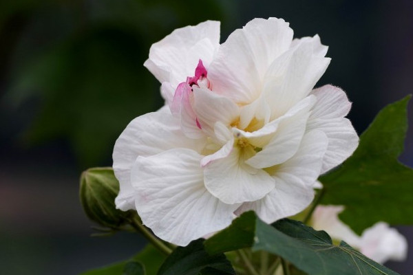 芙蓉花如何結種子