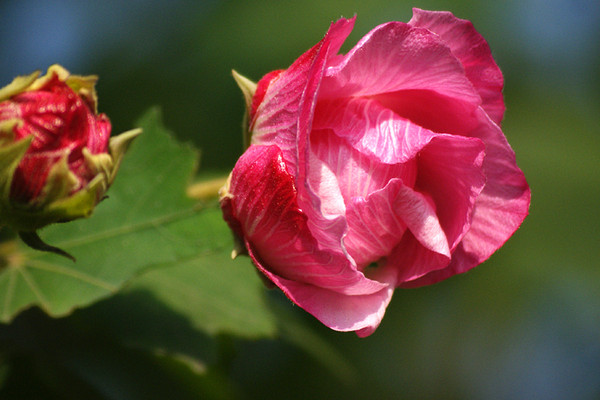 芙蓉花如何結種子