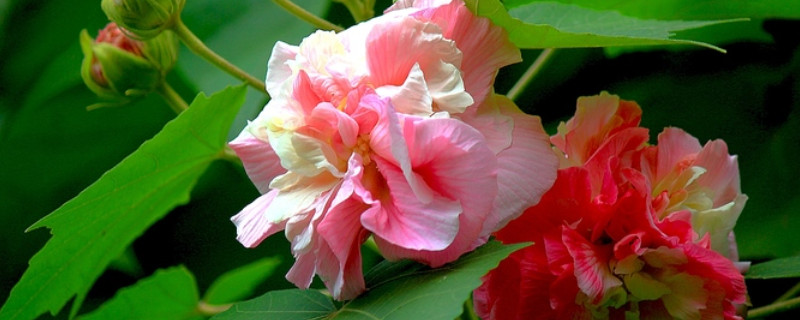 芙蓉花休眠多長時間