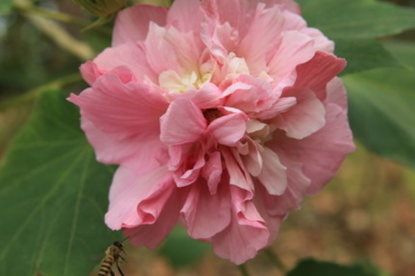 芙蓉花休眠多長時間