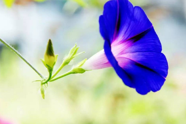 牽牛花施肥什麼肥料好
