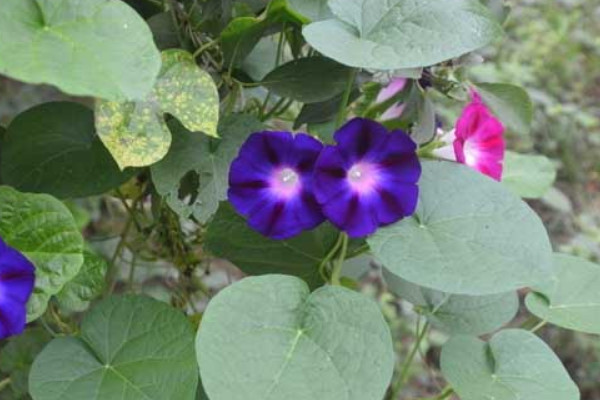 牽牛花施肥什麼肥料好