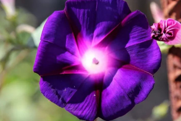 牽牛花要在什麼溫度下才能生長