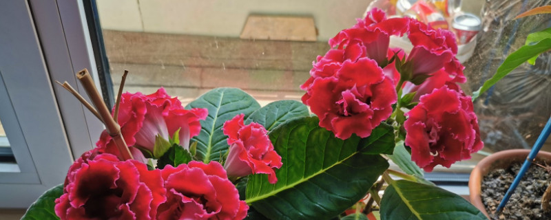盆栽芙蓉花怎麼修剪