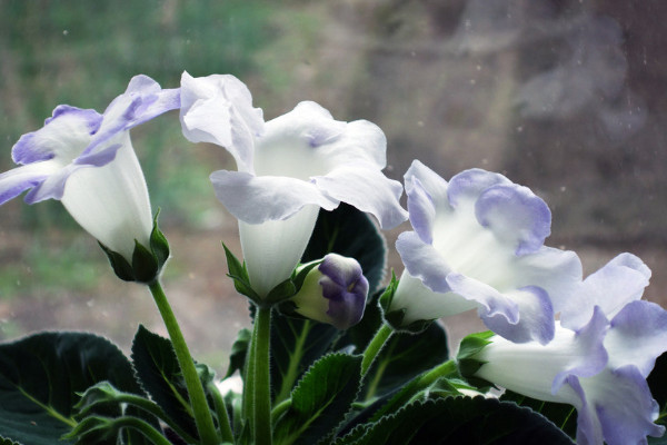 盆栽芙蓉花怎麼修剪