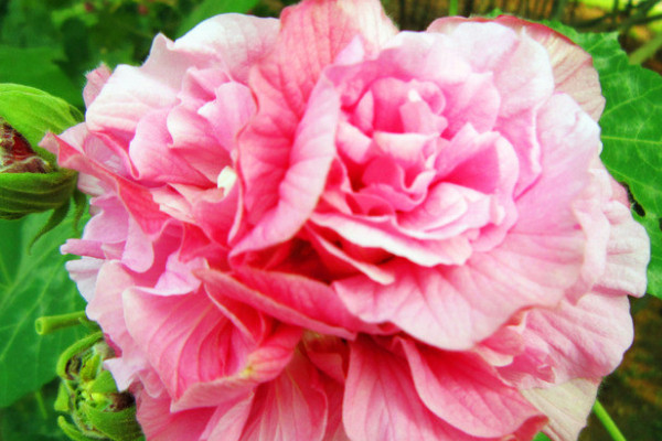 盆栽芙蓉花怎麼修剪