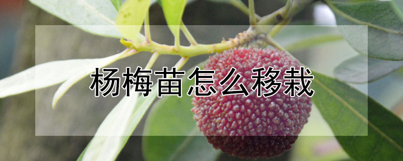 楊梅苗怎麼移栽