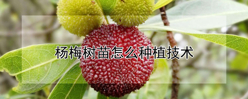 楊梅樹苗怎麼種植技術