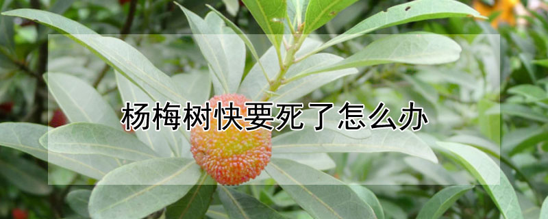 楊梅樹快要死了怎麼辦