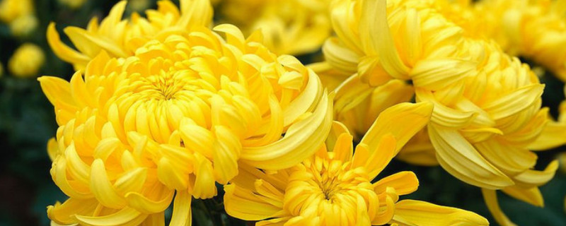 菊花根部發黑怎麼辦