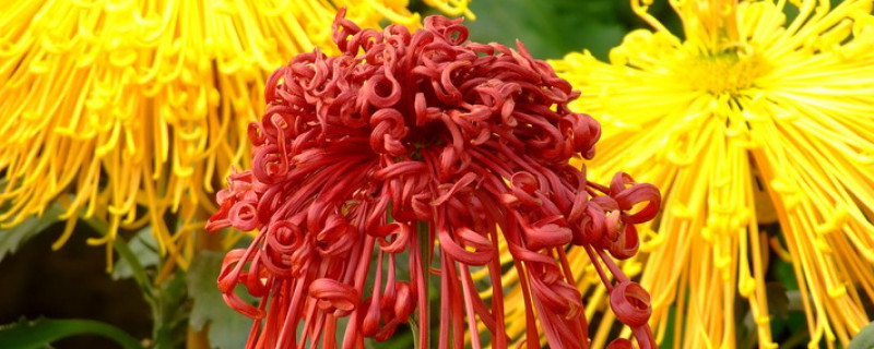 菊花為什麼會長蟲子