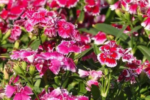 康乃馨插花瓶水養能生根嗎
