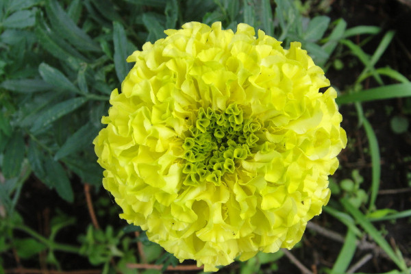 康乃馨花香濃鬱嗎