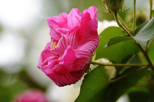 芙蓉花種子種植什麼時候開花
