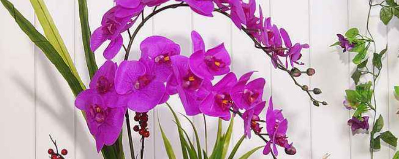 蝴蝶蘭春節後怎麼養