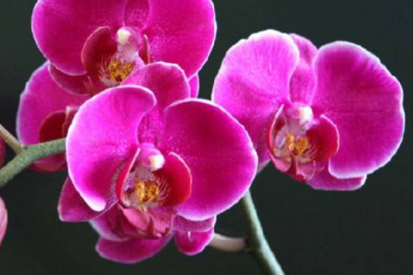 蝴蝶蘭春節後怎麼養