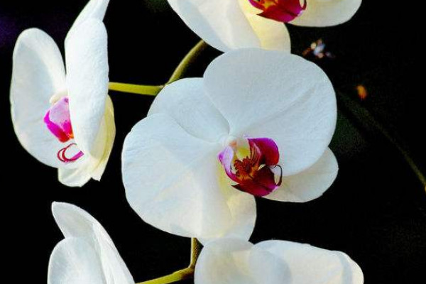 蝴蝶蘭冬天怎麼澆水