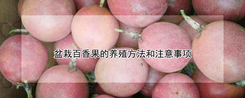 盆栽百香果的養殖方法和注意事項