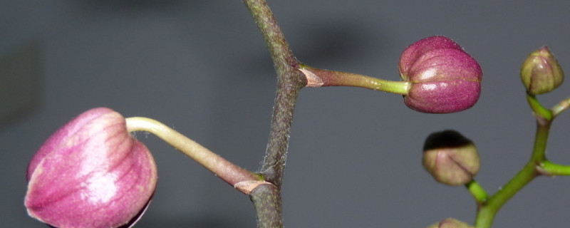 蝴蝶蘭花劍什麼時候開始固定