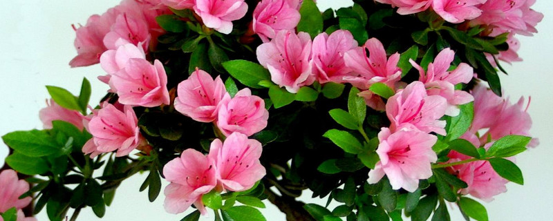 杜鵑花盆景怎麼養護