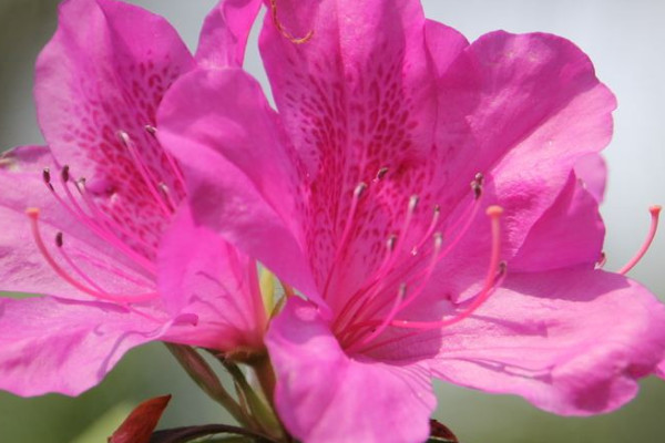 杜鵑花盆景怎麼養護