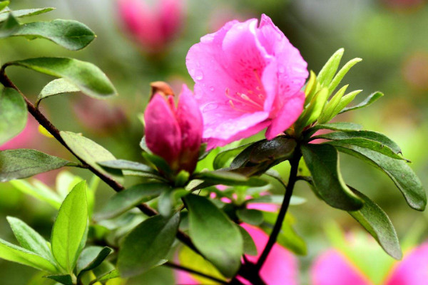 杜鵑花葉子和花苞幹枯