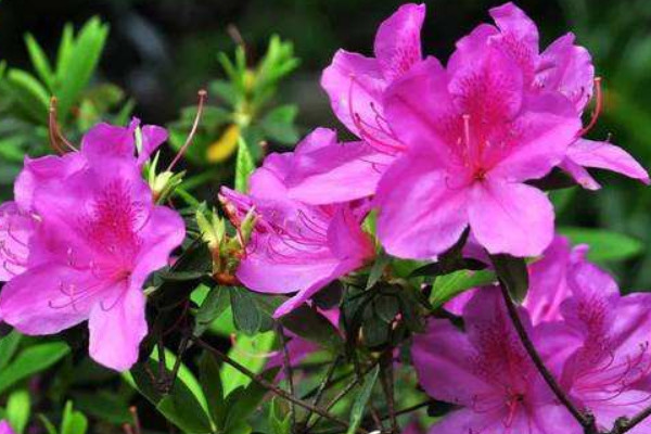 杜鵑花葉子和花苞幹枯