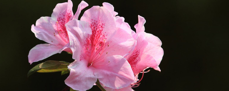 杜鵑花怎麼換盆土