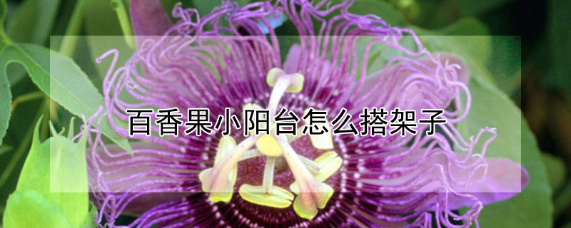 百香果小陽台怎麼搭架子