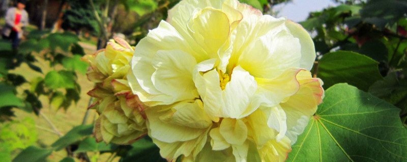 芙蓉花如何結種子