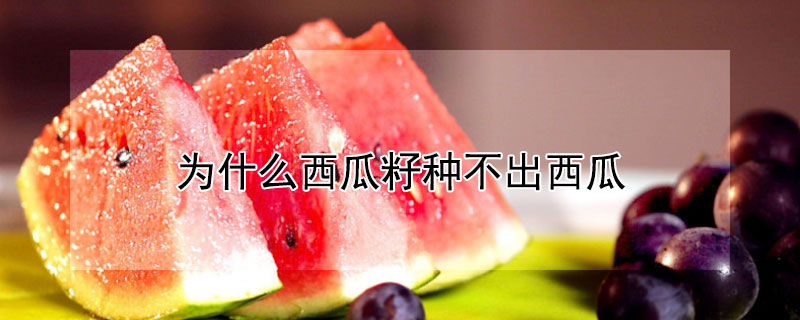 為什麼西瓜籽種不出西瓜