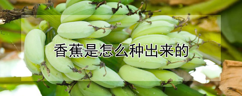 香蕉是怎麼種出來的