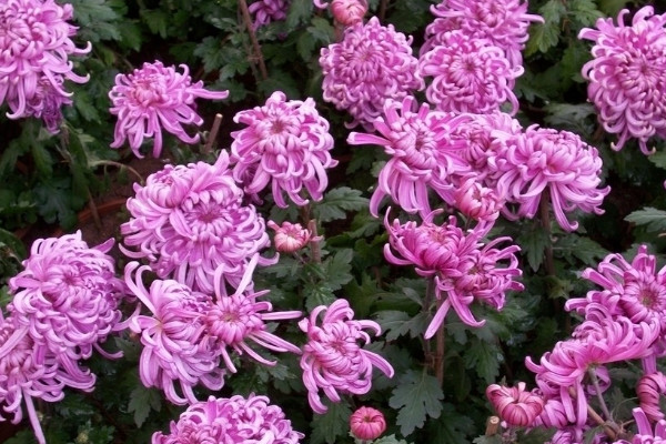 菊花變黑的原因是什麼