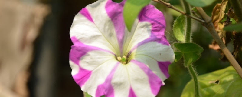 矮牽牛開花後要打頂嗎