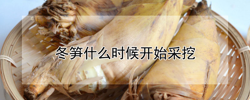 冬筍什麼時候開始采挖