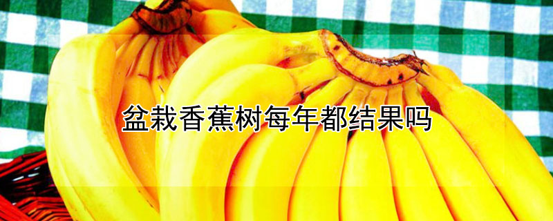 盆栽香蕉樹每年都結果嗎
