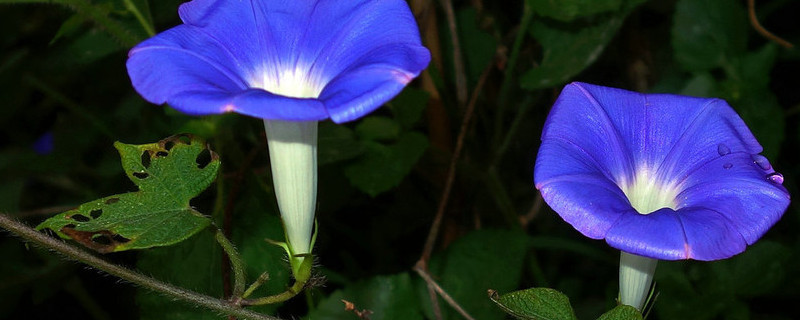 牽牛花為什麼早上開花其他時間都不開