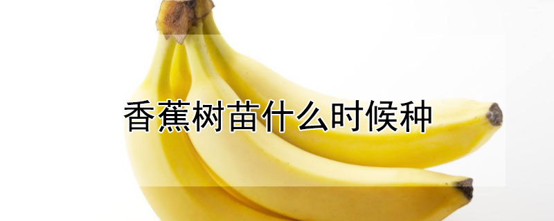 香蕉樹苗什麼時候種