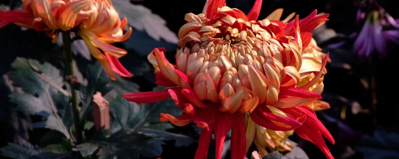 水養菊花幾天換一次水