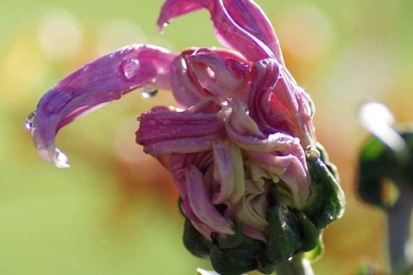 水養菊花幾天換一次水