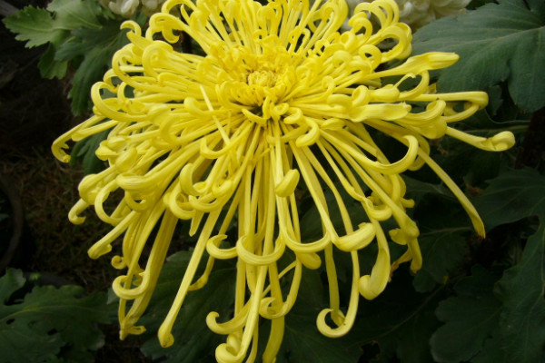 水養菊花幾天換一次水