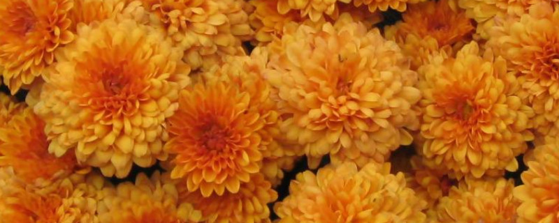 水養菊花需要曬太陽嗎