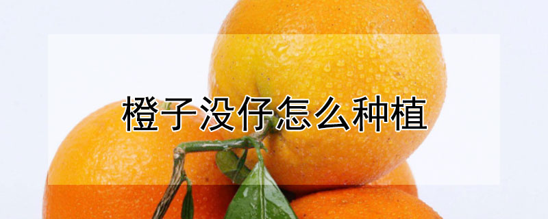 橙子沒仔怎麼種植